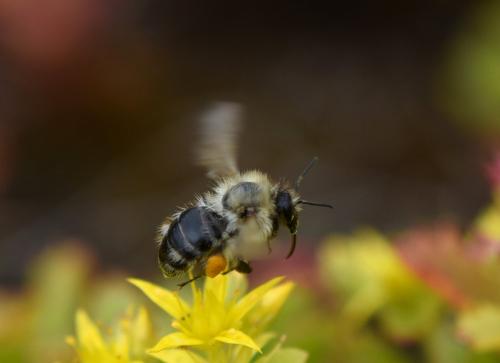 Bombus pascuorum